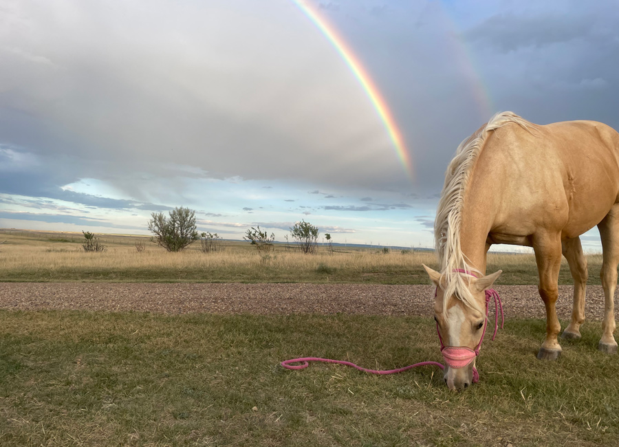 Gendron Equine Wellness